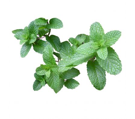 REMEDIO ROMERO/RUDA/MENTA X UNIDAD..