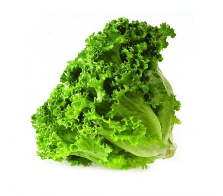 LECHUGA X UNIDAD(12)