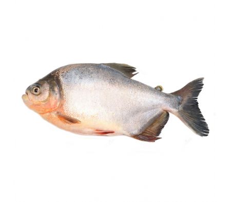PACU MENNOPEZ PARRILLERO X KILO